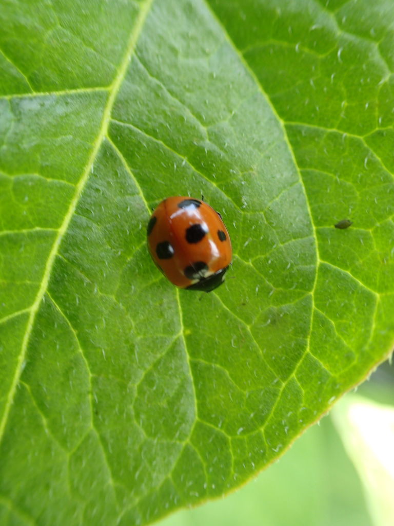 じゃがいもに集まる虫達 体験工房 じゃが 丸 じゃがいもに集まる虫達 体験工房 じゃが 丸