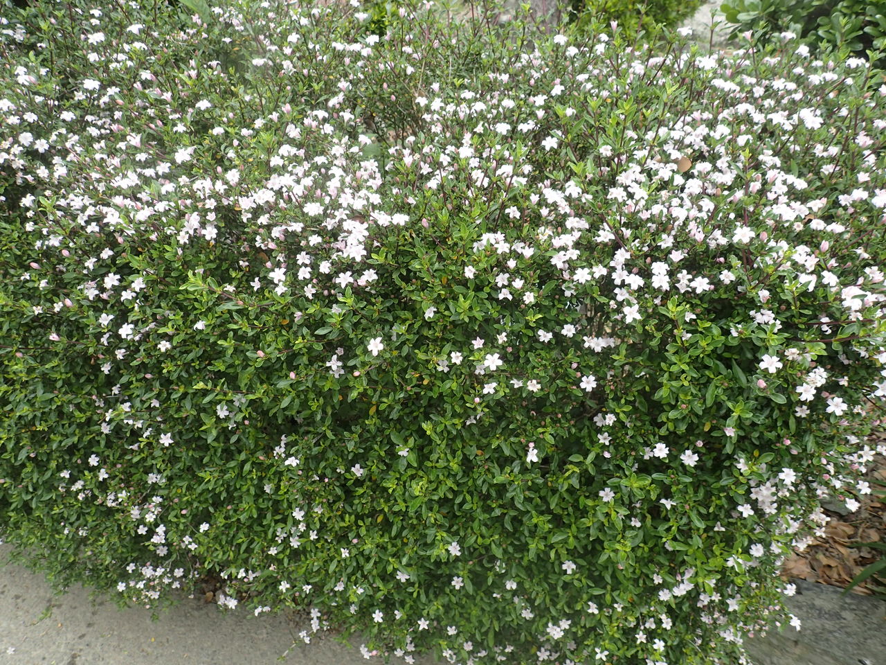 花木の名はハクチョウゲとわかりました 体験工房 じゃが 丸 花木の名はハクチョウゲとわかりました 体験工房 じゃが 丸