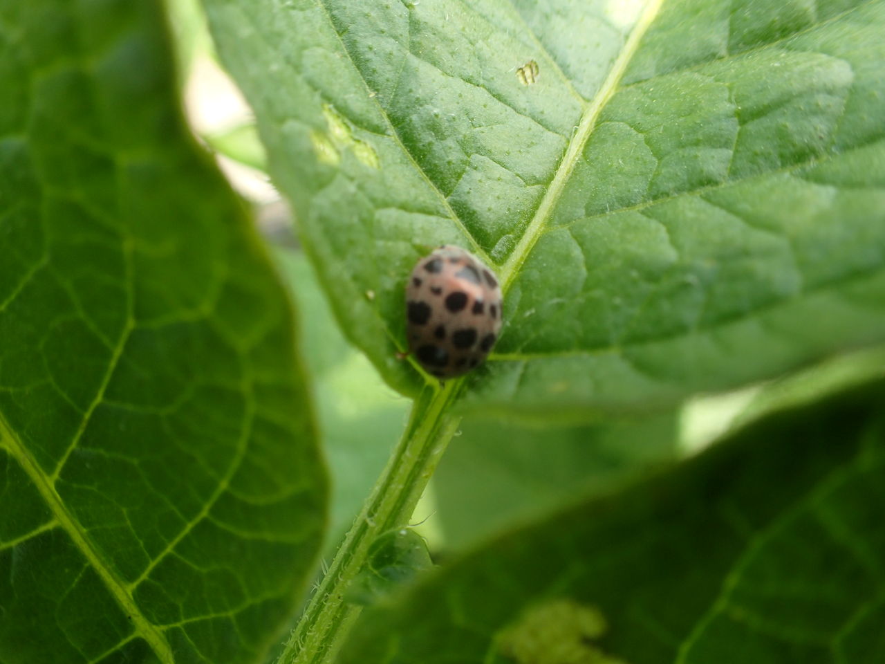 じゃがいもに集まる虫達 体験工房 じゃが 丸 じゃがいもに集まる虫達 体験工房 じゃが 丸
