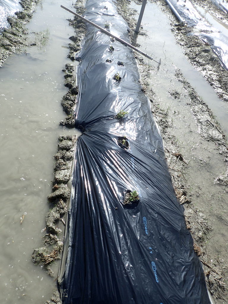 水たまりの中マルチ破りを 体験工房 じゃが 丸 水たまりの中マルチ破りを 体験工房 じゃが 丸