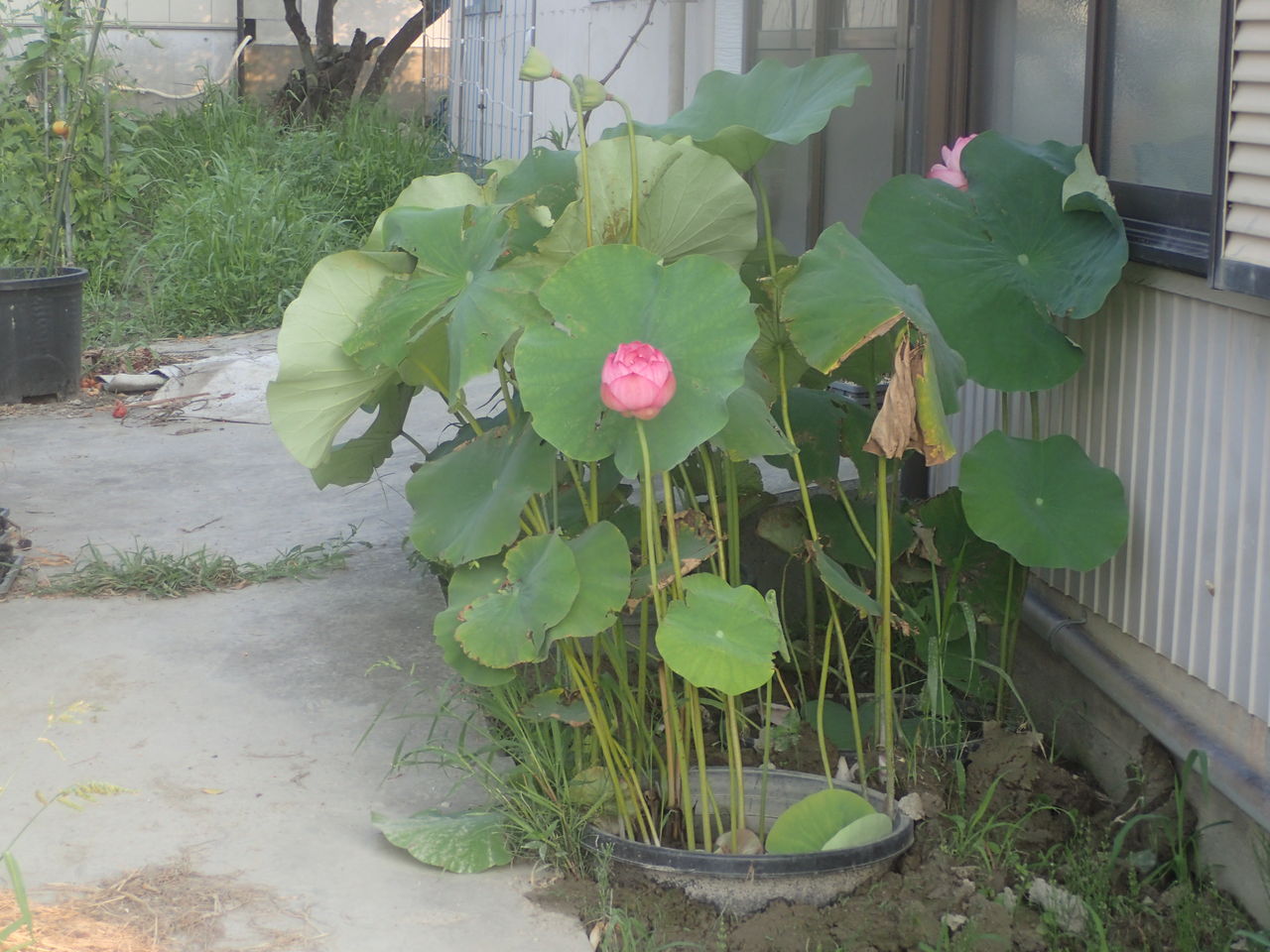 鉢植え 火鉢のハス 体験工房 じゃが 丸