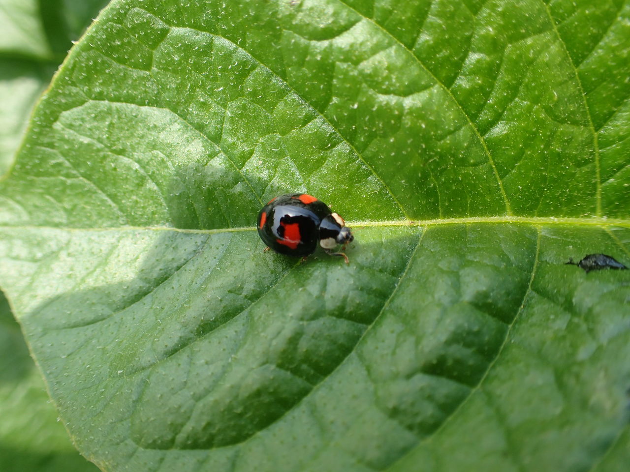 じゃがいもに集まる虫達 体験工房 じゃが 丸 じゃがいもに集まる虫達 体験工房 じゃが 丸