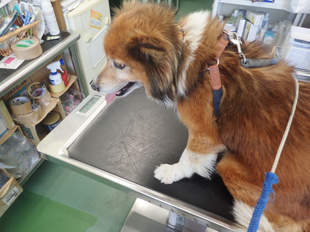 寅 狂犬病予防接種に 体験工房 じゃが 丸 寅 狂犬病予防接種に 体験工房 じゃが 丸