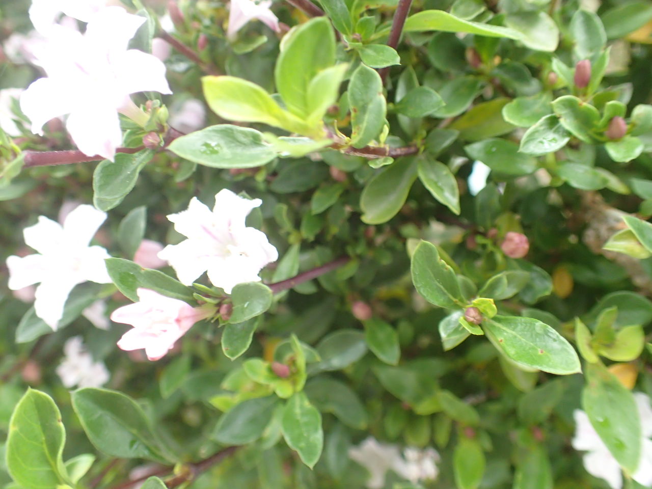 花木の名はハクチョウゲとわかりました 体験工房 じゃが 丸 花木の名はハクチョウゲとわかりました 体験工房 じゃが 丸