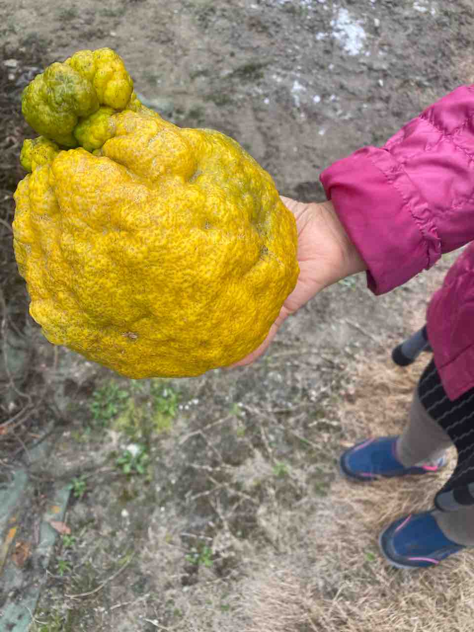 初めて見るシシカシラ柚子 別名鬼柚子 体験工房 じゃが 丸