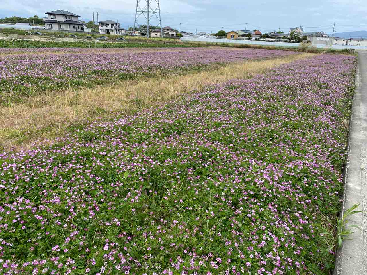 インスタ映えしてる レンゲ草の花 体験工房 じゃが 丸