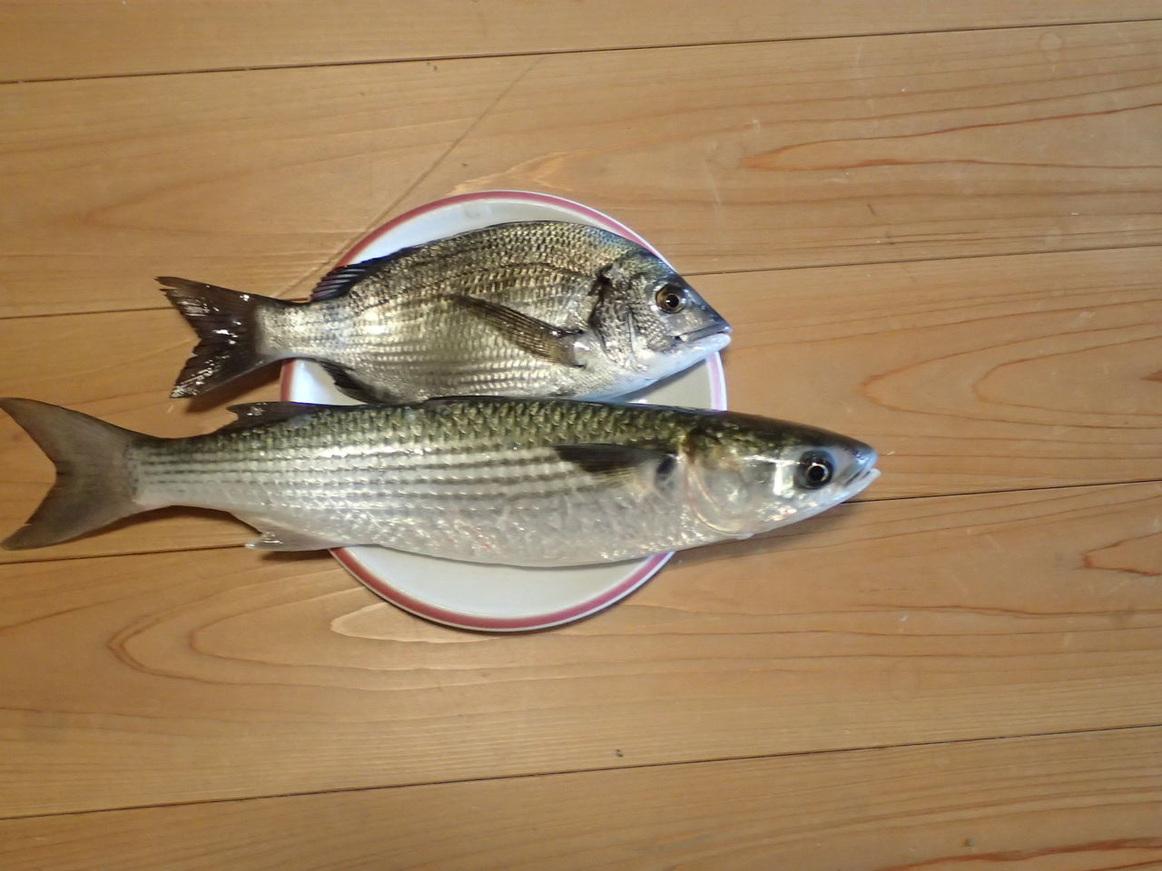 頂いた魚 ボラ チヌ イワシ 体験工房 じゃが 丸