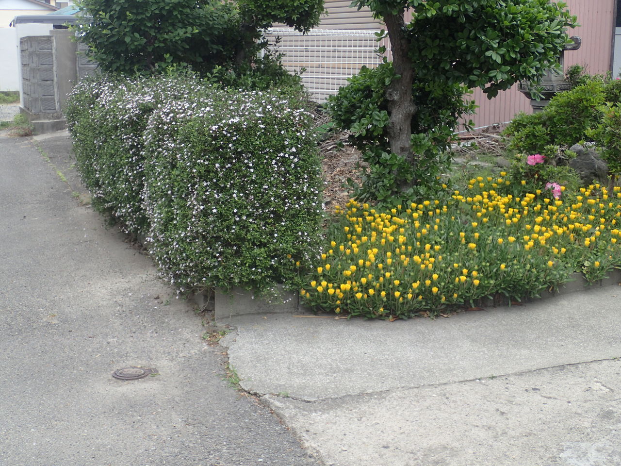 花木の名はハクチョウゲとわかりました 体験工房 じゃが 丸 花木の名はハクチョウゲとわかりました 体験工房 じゃが 丸