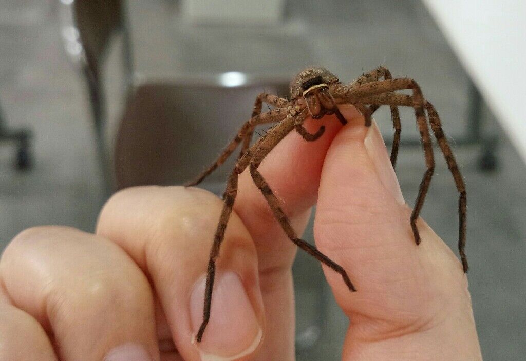 緊急 ボクくん 大きい蜘蛛に噛まれる Vipワイドガイド