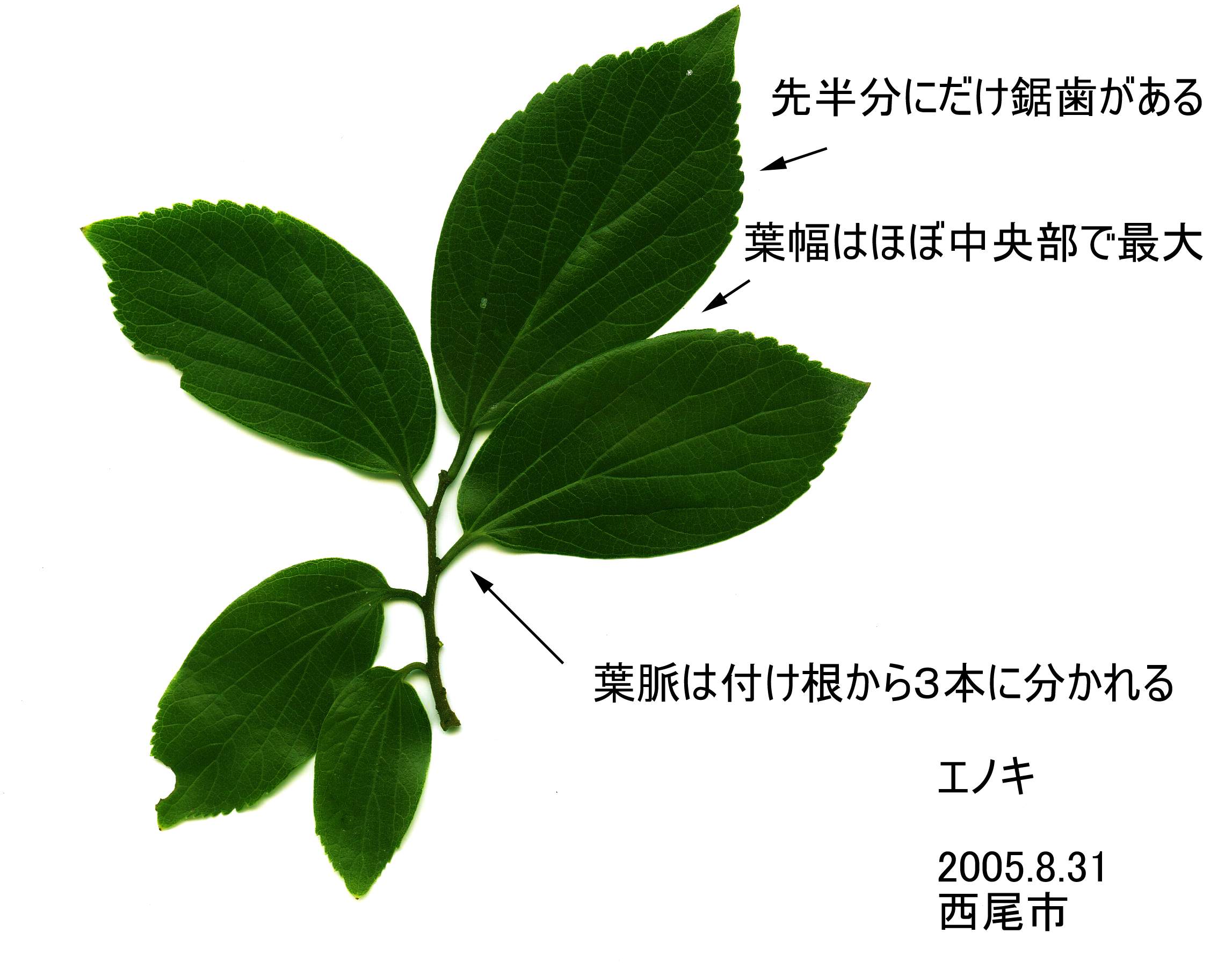 エノキの見分け方 お役立ち情報発信館 エノキの見分け方 お役立ち情報発信館