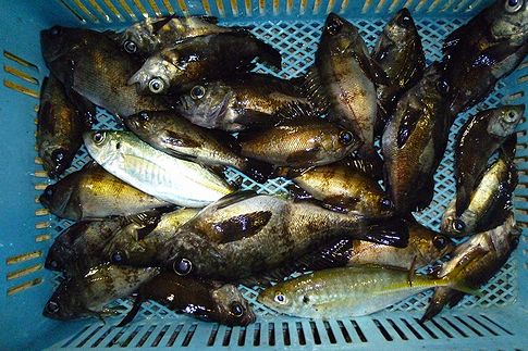 釣果