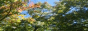 バナー動画11livedoor88×31 山の木