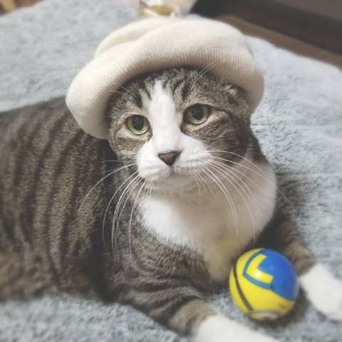 ノイミー　川中子奈月心 ぶらさがるなつみんのねこ 商品詳細ページ | ≠ME OFFICIAL SHOP | 川中子 奈月心