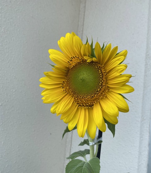 g00003