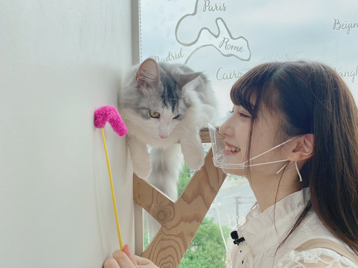 ノイミー いこのいch もふもふ 猫カフェデートしてきました 癒し メンバー反応など イコラブ プレス イコラブまとめ ノイミー いこのいch もふもふ 猫カフェデートしてきました 癒し メンバー反応など イコラブ プレス イコラブまとめ