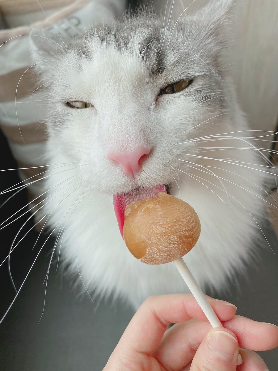 ノイミー いこのいch もふもふ 猫カフェデートしてきました 癒し メンバー反応など イコラブ プレス イコラブまとめ ノイミー いこのいch もふもふ 猫カフェデートしてきました 癒し メンバー反応など イコラブ プレス イコラブまとめ
