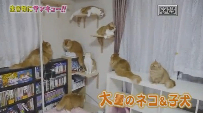 動画 16年6月1日 トコトン掘り下げ隊 生き物にサンキュー 犬 ネコ新生活sp 松嶋尚美 徳井義実 チュートリアル 薬丸裕英 大沢あかね パンサー ホラン千秋 ほか ドラマ バラエティー動画まとめ速報