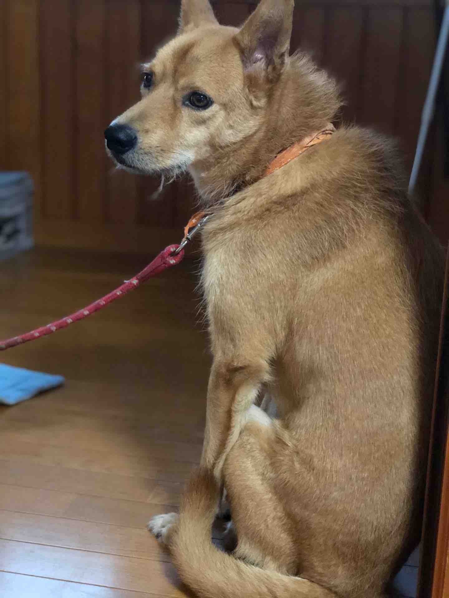 雷嫌いの犬 スケッチブック 雷嫌いの犬 スケッチブック