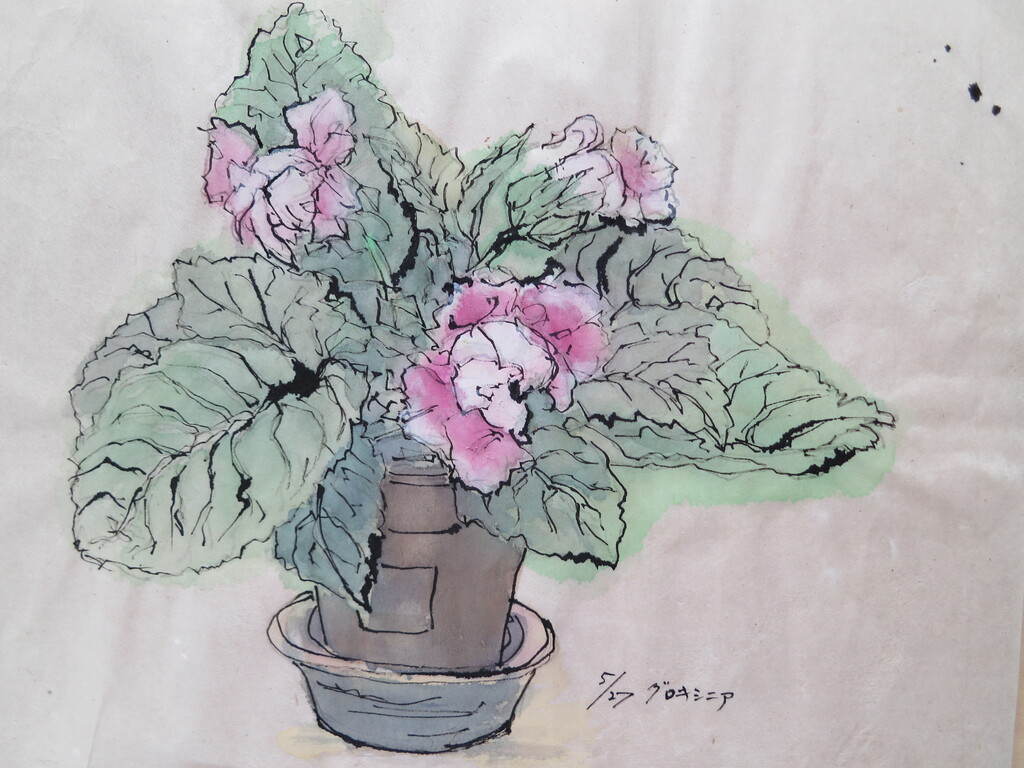 グロキシニア 徳さんのスケッチブック