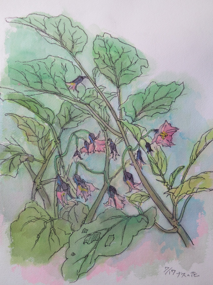 茄子の花を洋風水彩で描いてみました 渋