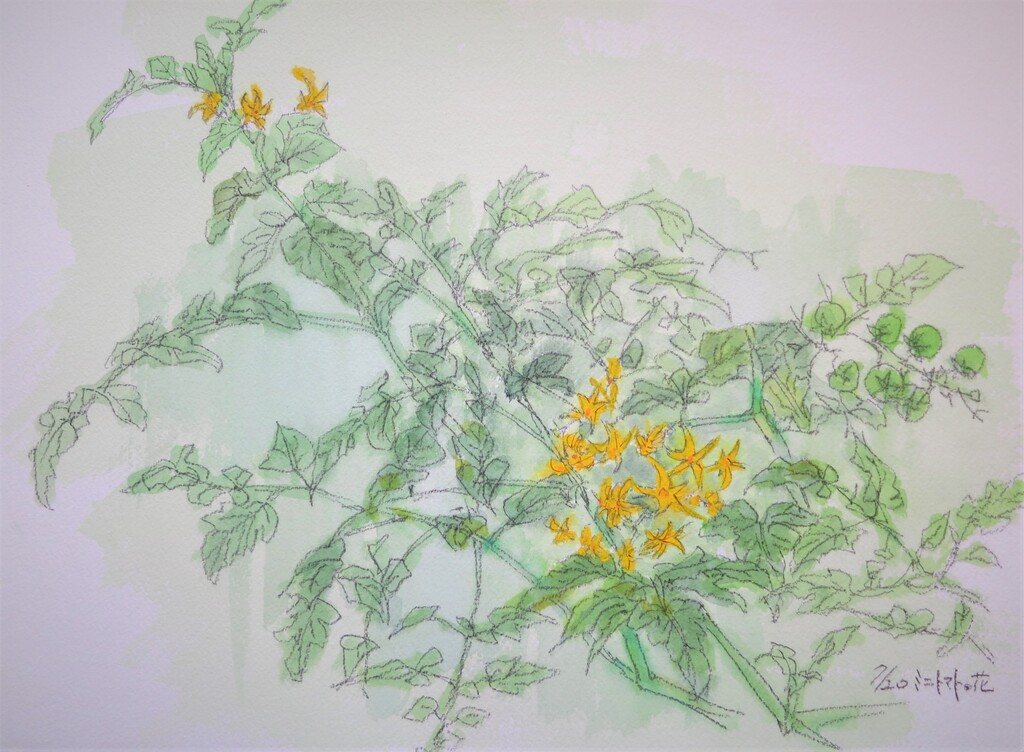 ミニトマトの花 徳さんのスケッチブック
