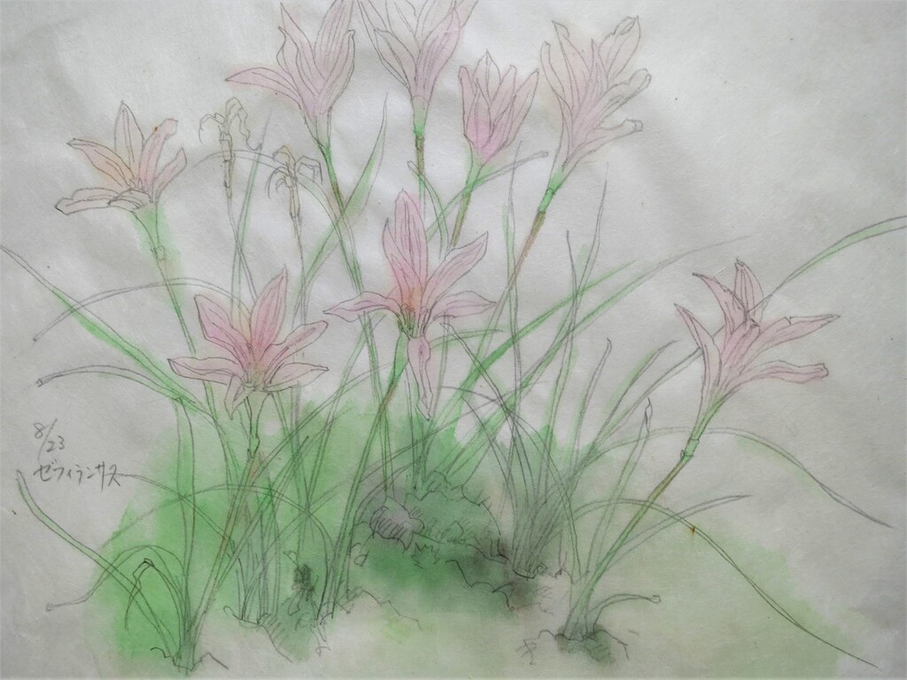 ゼフィランサス 徳さんのスケッチブック