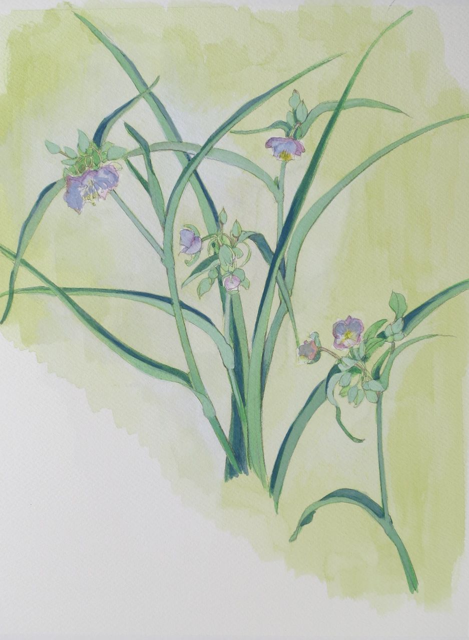 ムラサキツユクサ 徳さんのスケッチブック