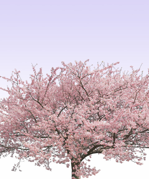 無料桜素材遺影加工