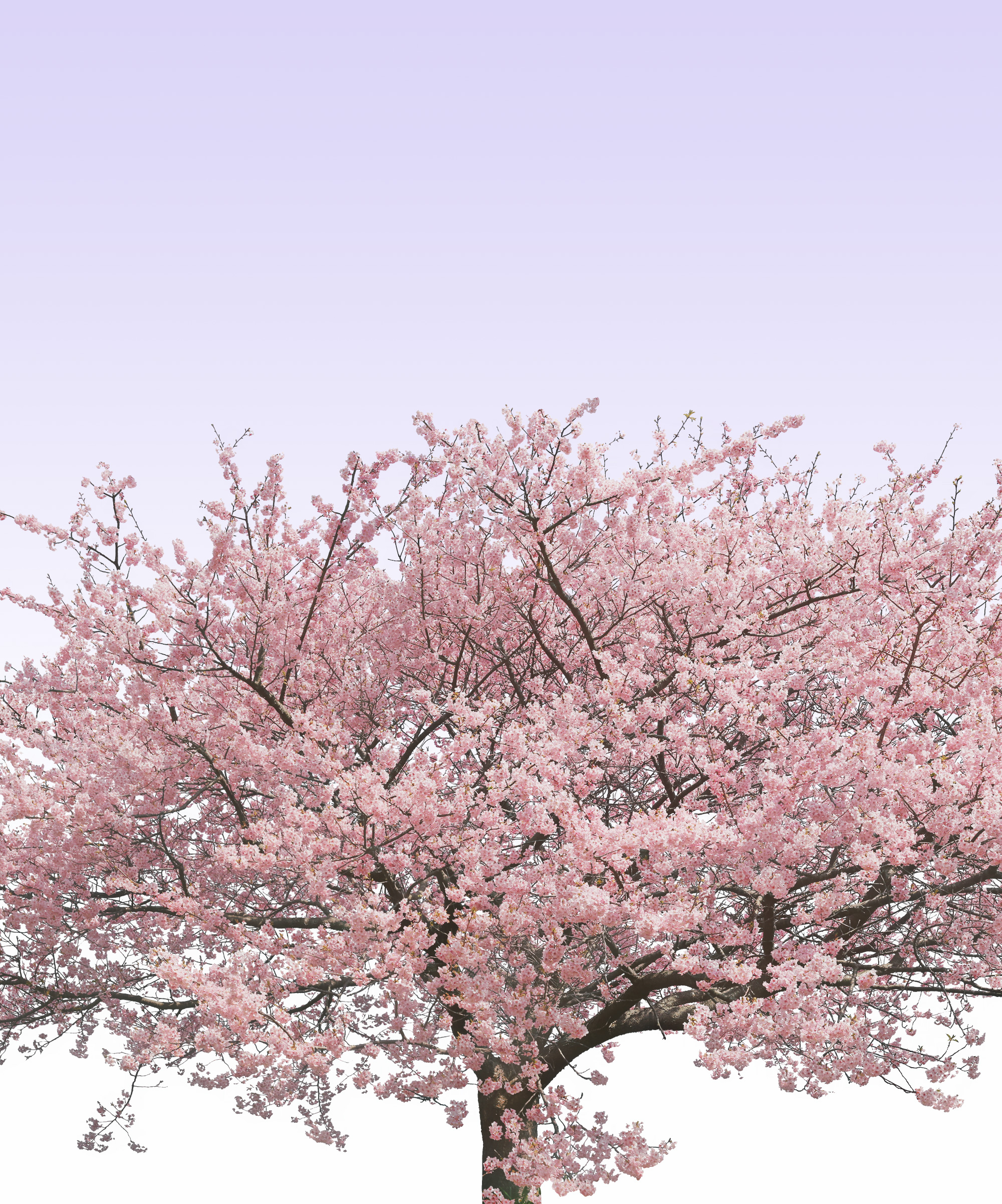 遺影背景素材フリー 桜の大木 遺影素材屋 Com