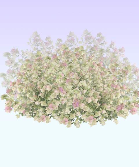 花の背景遺影素材無料