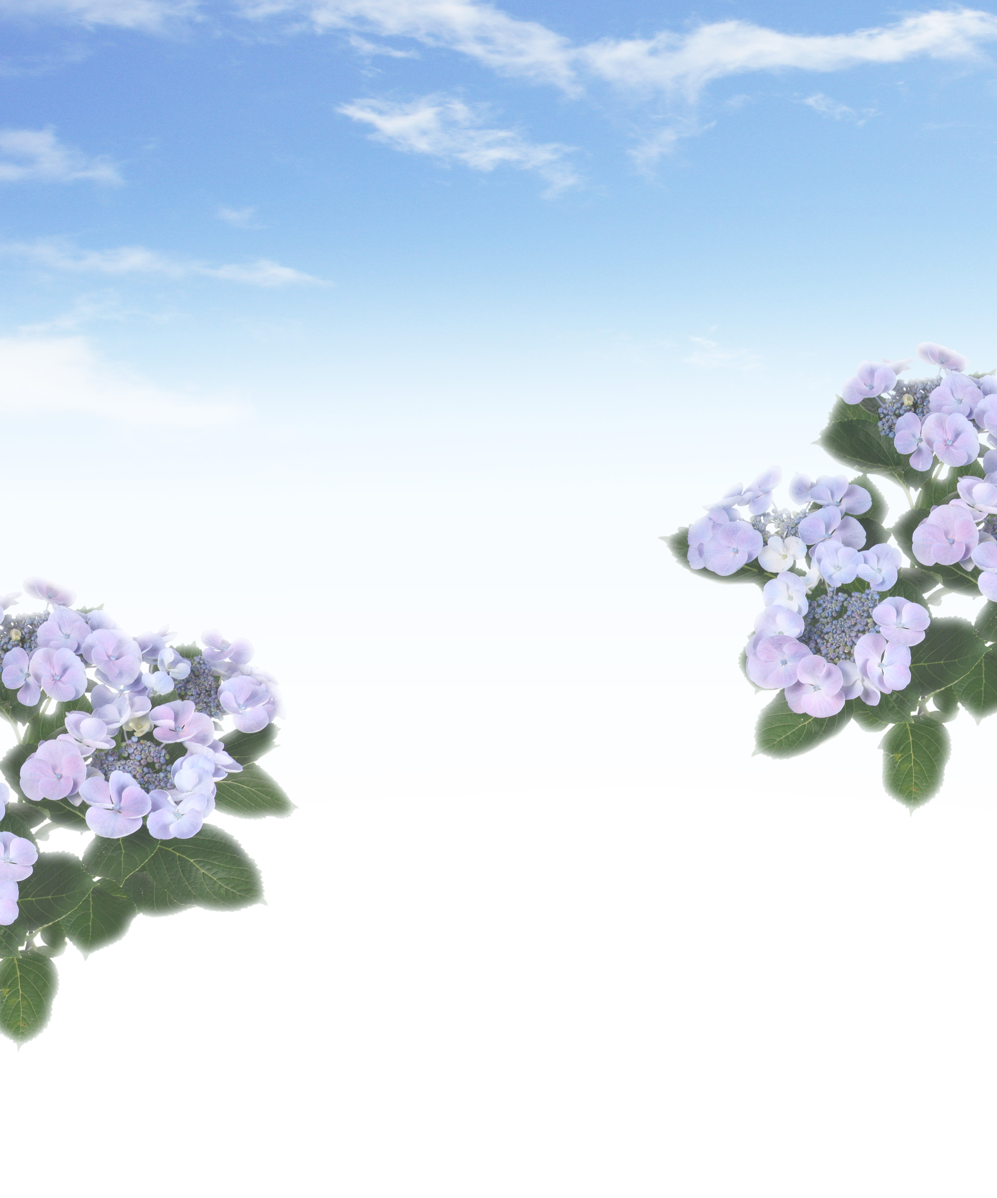 遺影背景素材フリー 紫陽花 遺影素材屋 Com 遺影背景素材フリー 紫陽花 遺影素材屋 Com