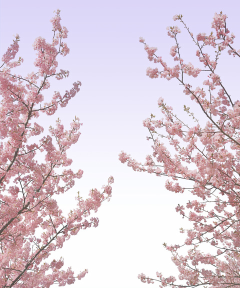 遺影用フリー素材桜のバック