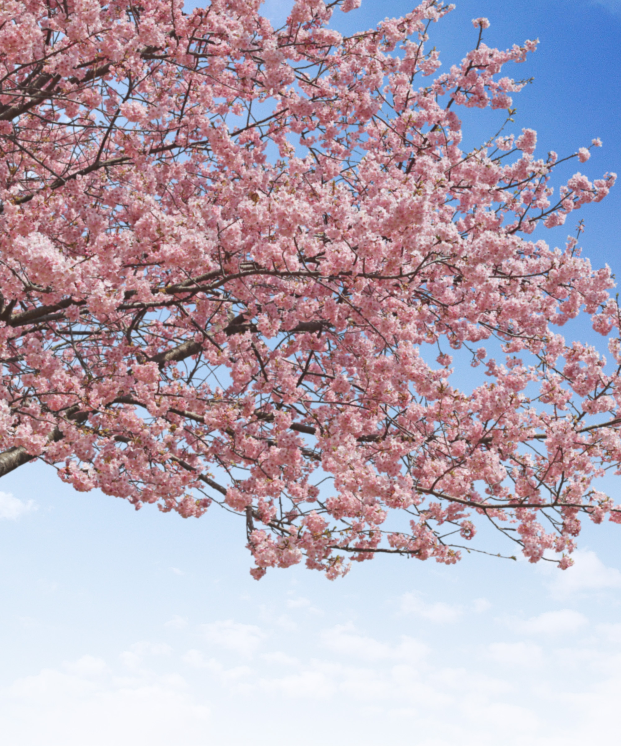 遺影背景素材フリー 桜の木 河津桜 遺影素材屋 Com