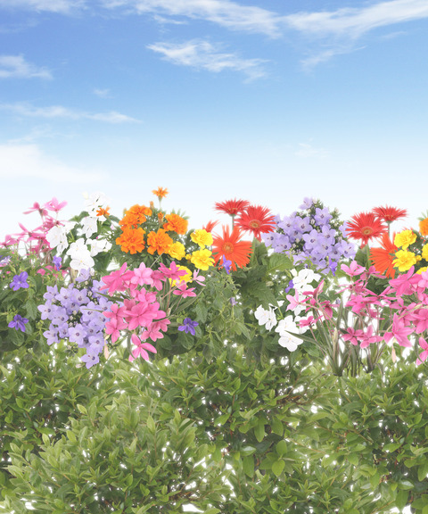 花いっぱいの遺影素材無料