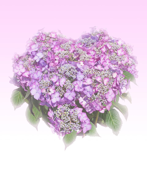 ハート紫陽花背景無料素材