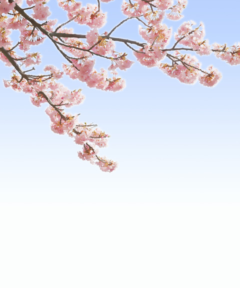 桜背景の遺影素材フリー