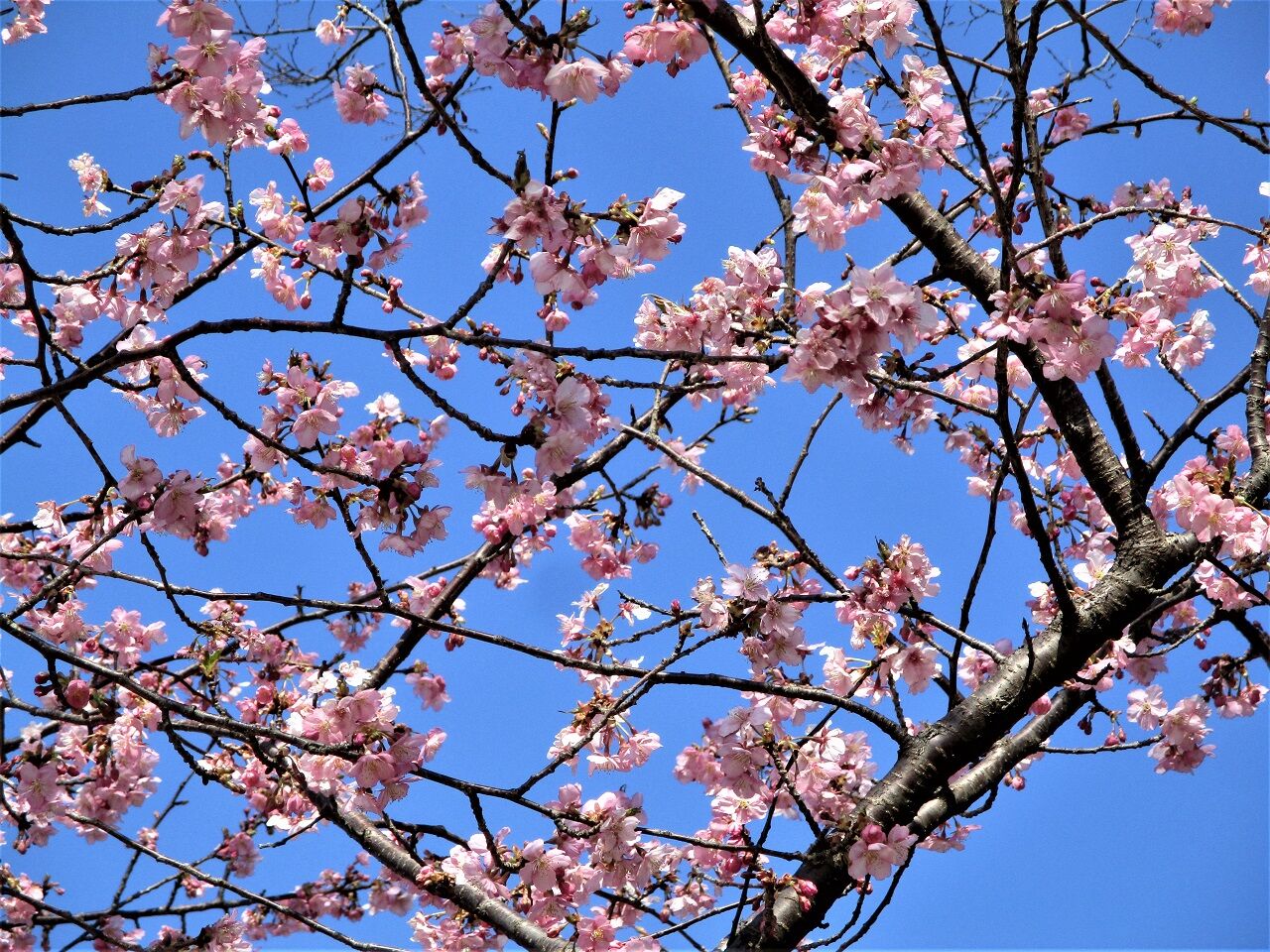 相模川三段の滝広場の河津桜 : 山日記スキー日記
