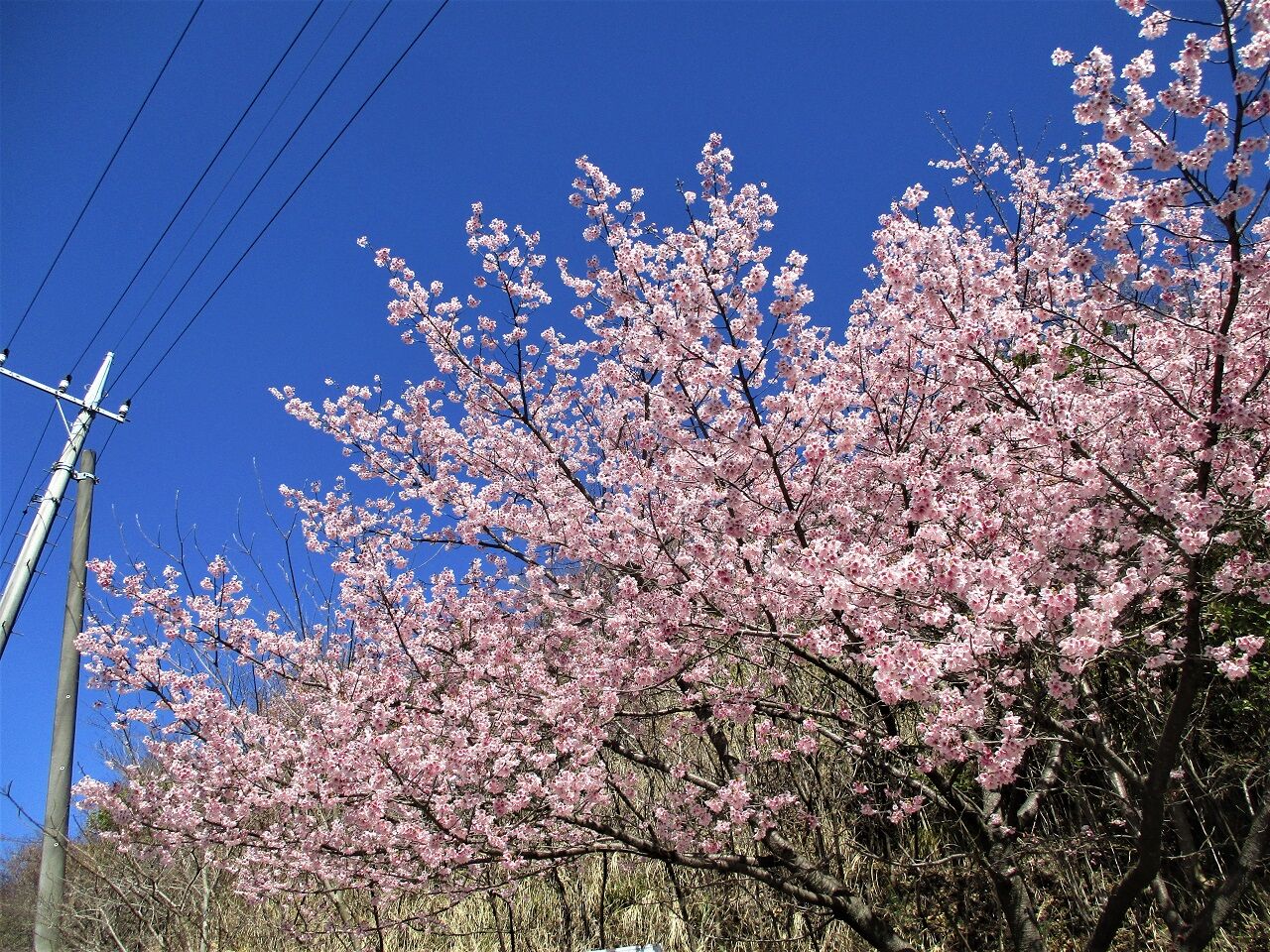 松田山 河津桜と菜の花 山日記スキー日記