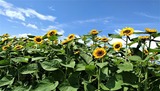 青空にひまわり・3