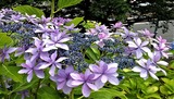 アジサイ・11