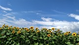 青空にひまわり・5