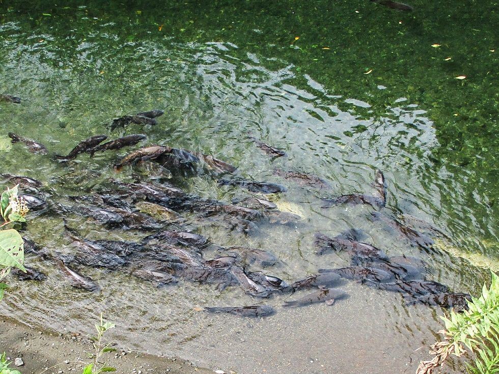 一級河川 目久尻川に泳ぐ鯉 山日記スキー日記