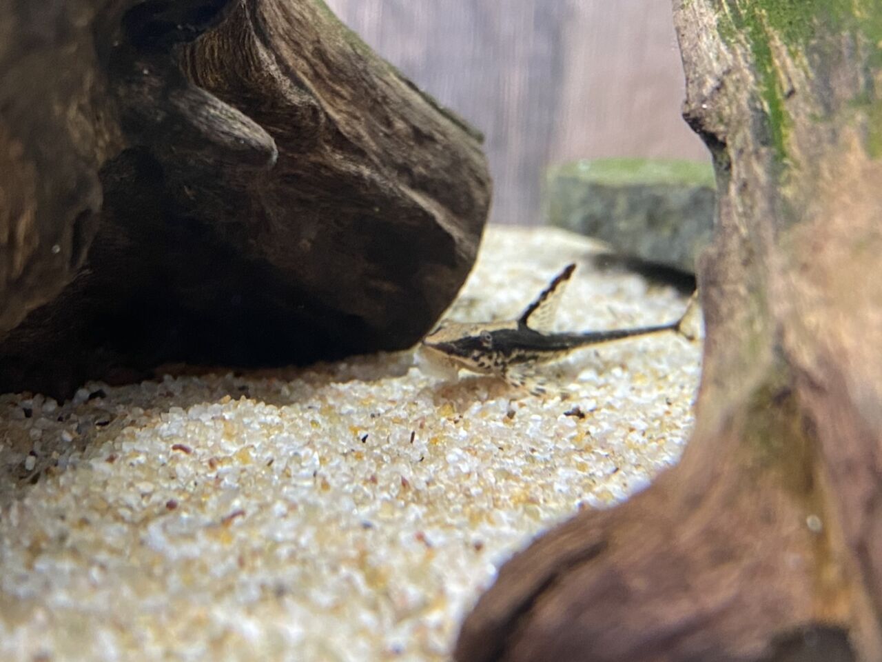 新しい仲間を紹介 オリジナルプリントｔシャツショップ スキルワーク