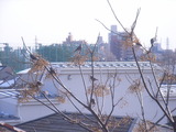 RIMG0090