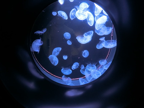 CIMG7465