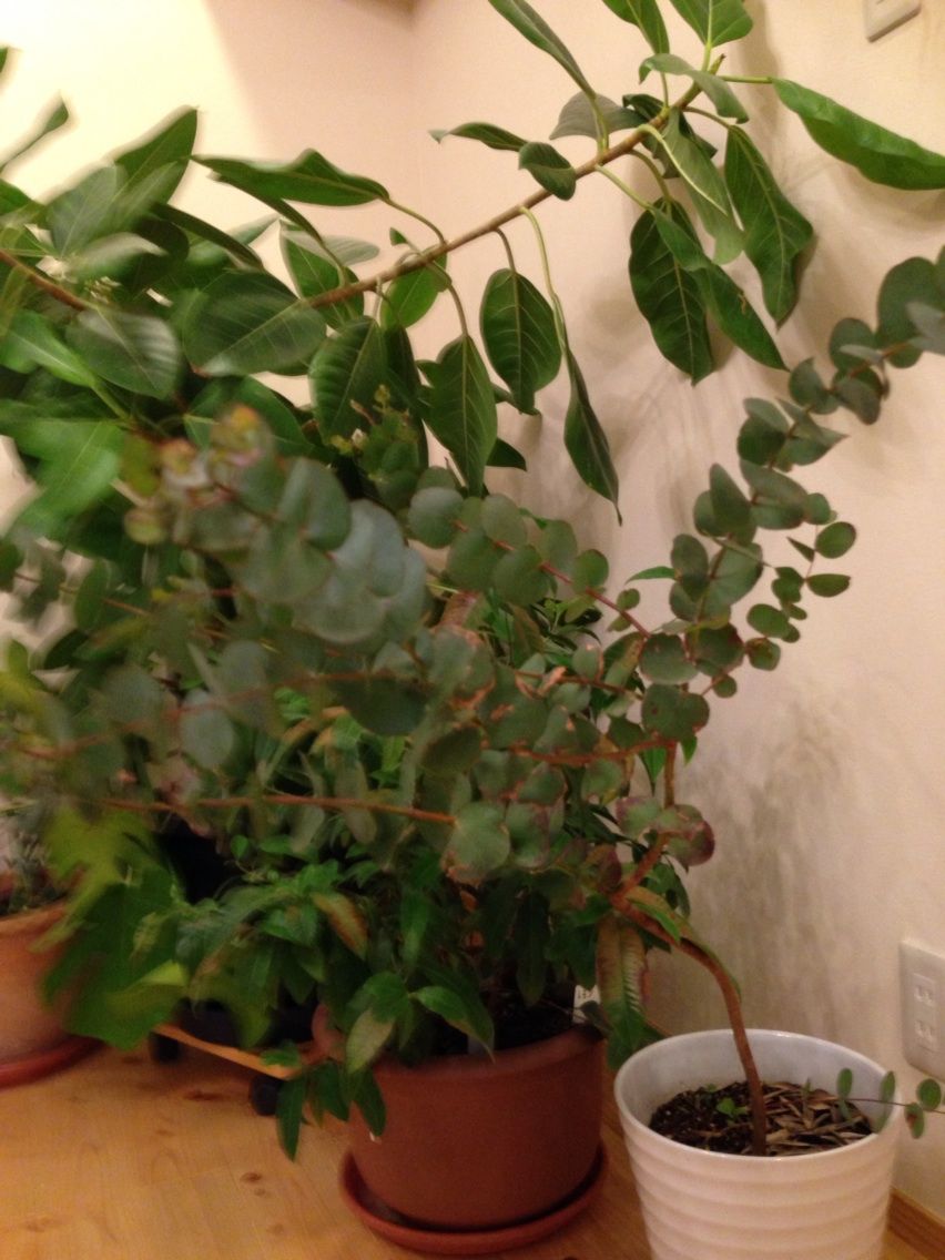 ユーカリ室内ジャングルへ移動 捨てて何もない家に まちエモン