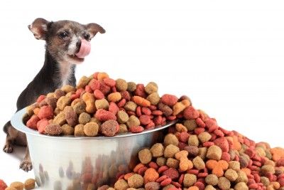 bestdogfood1