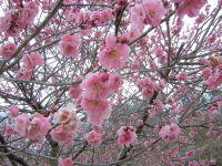 ume