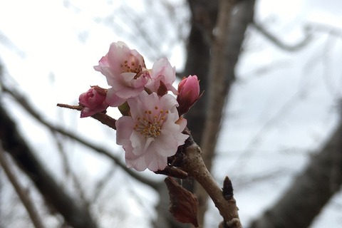 十月桜