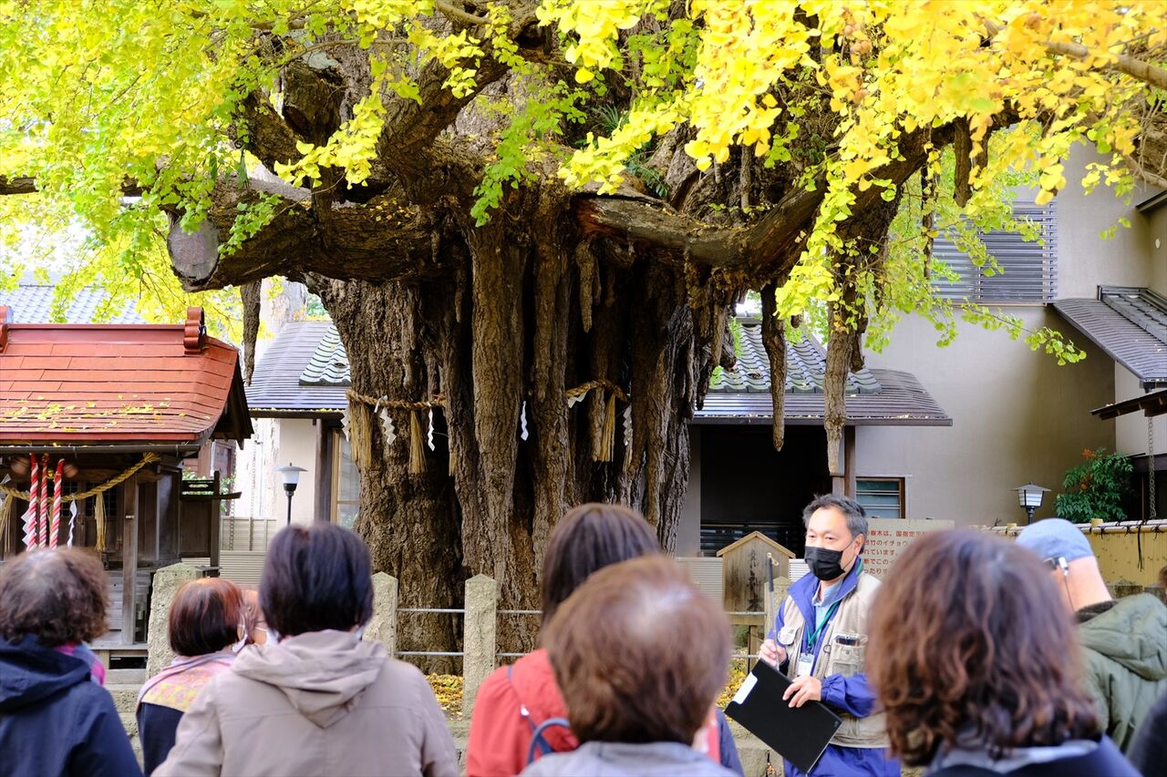 杜の都名木古木めぐり」を開催しました！ : 仙台市＊緑化推進事業